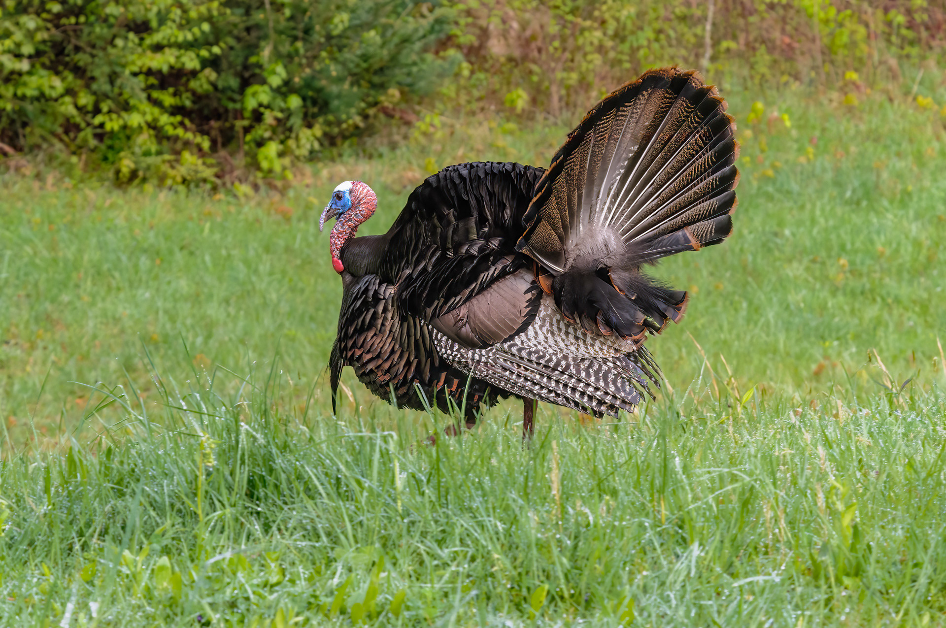 Wild Turkey
