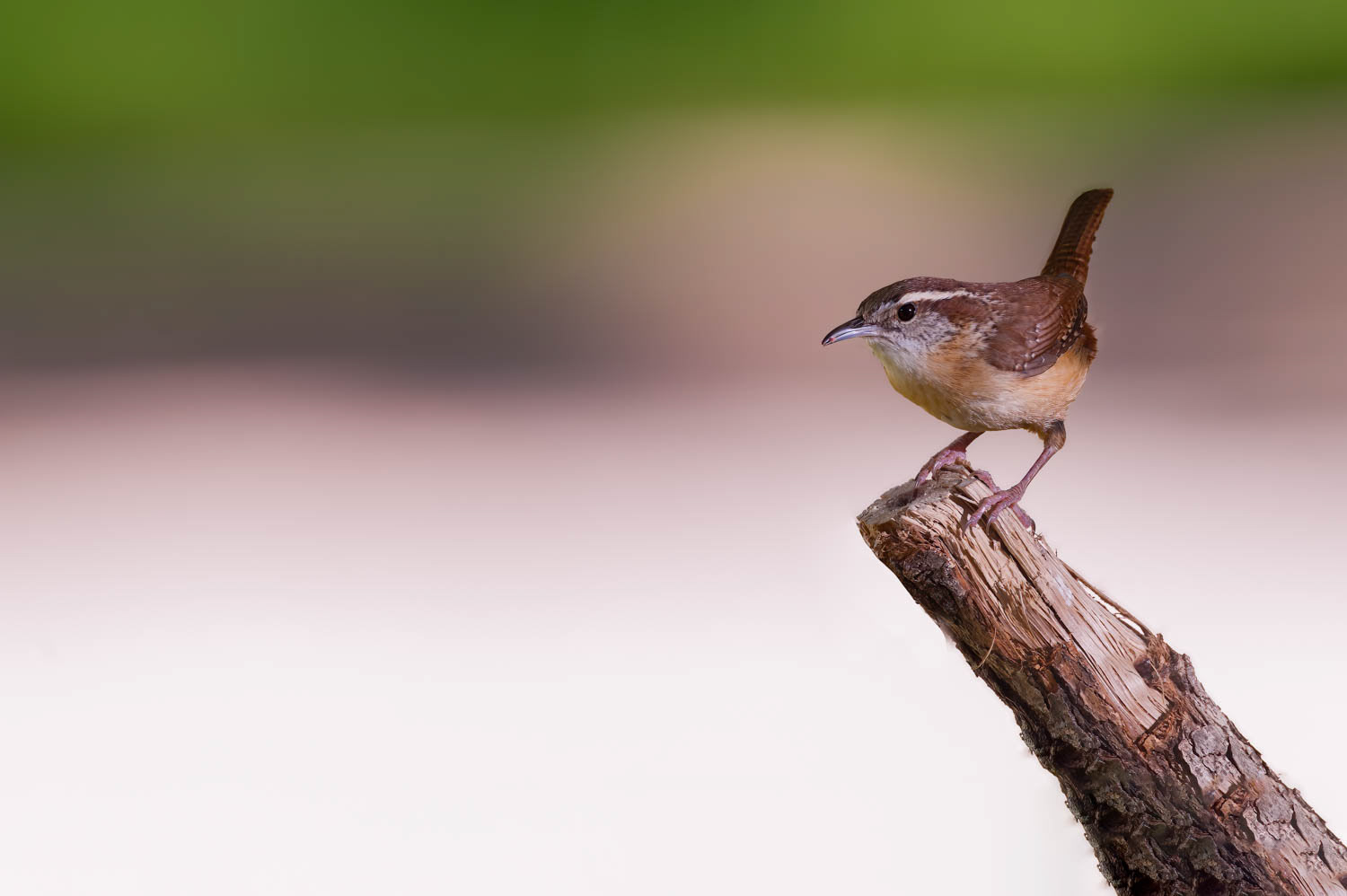 Carolina Wren