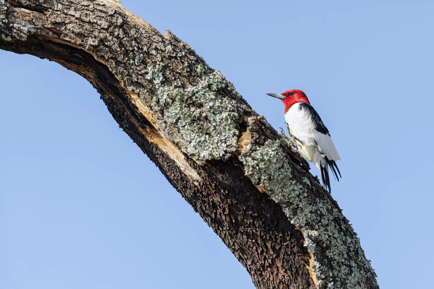 Red - Headed Woodpecker