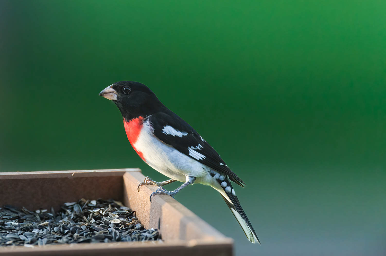 Rose-breasted Grosbeak-Male