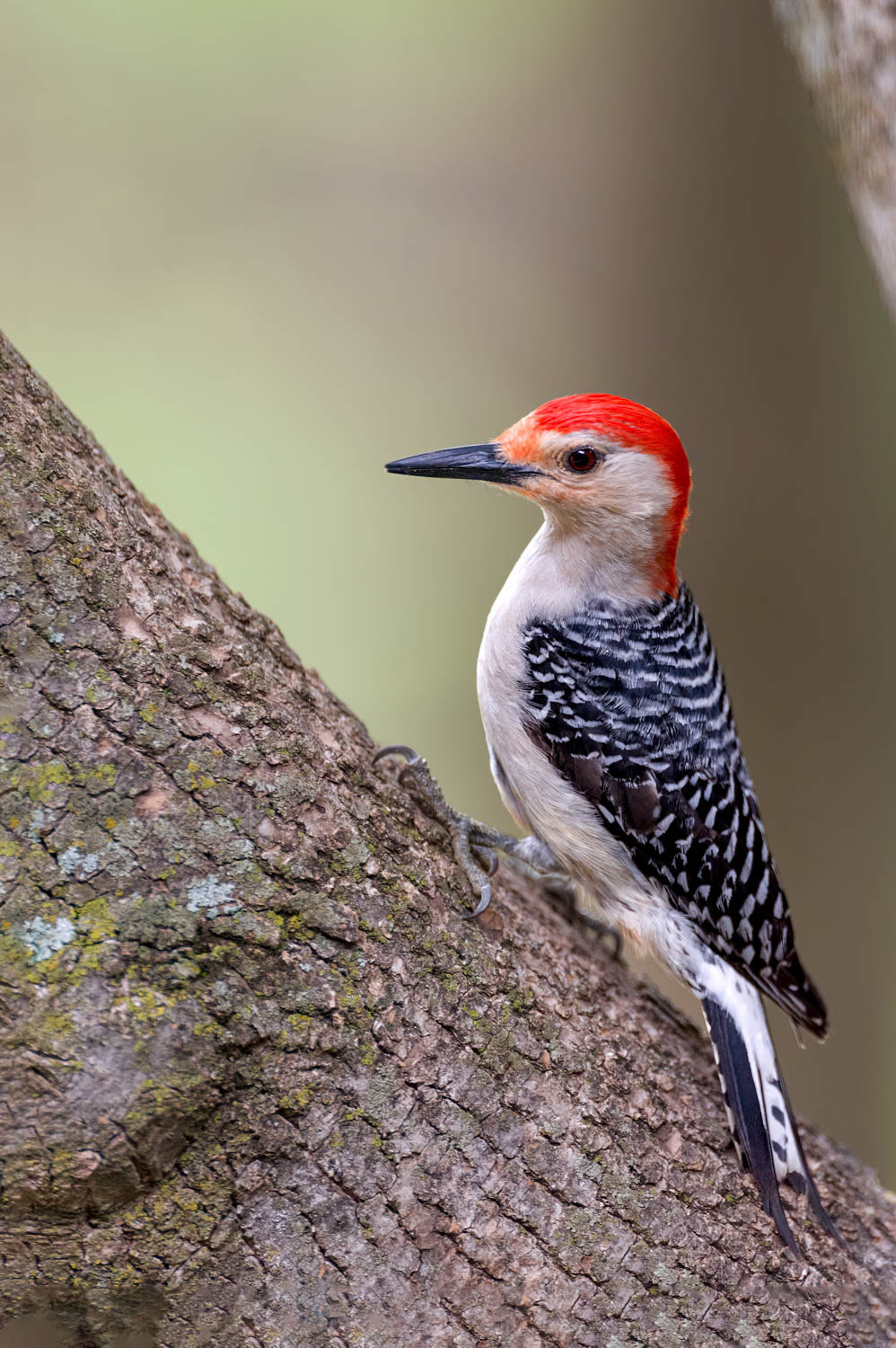 Red-bellied Woodpecker