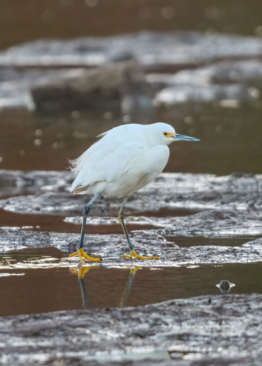 Snowy Egret