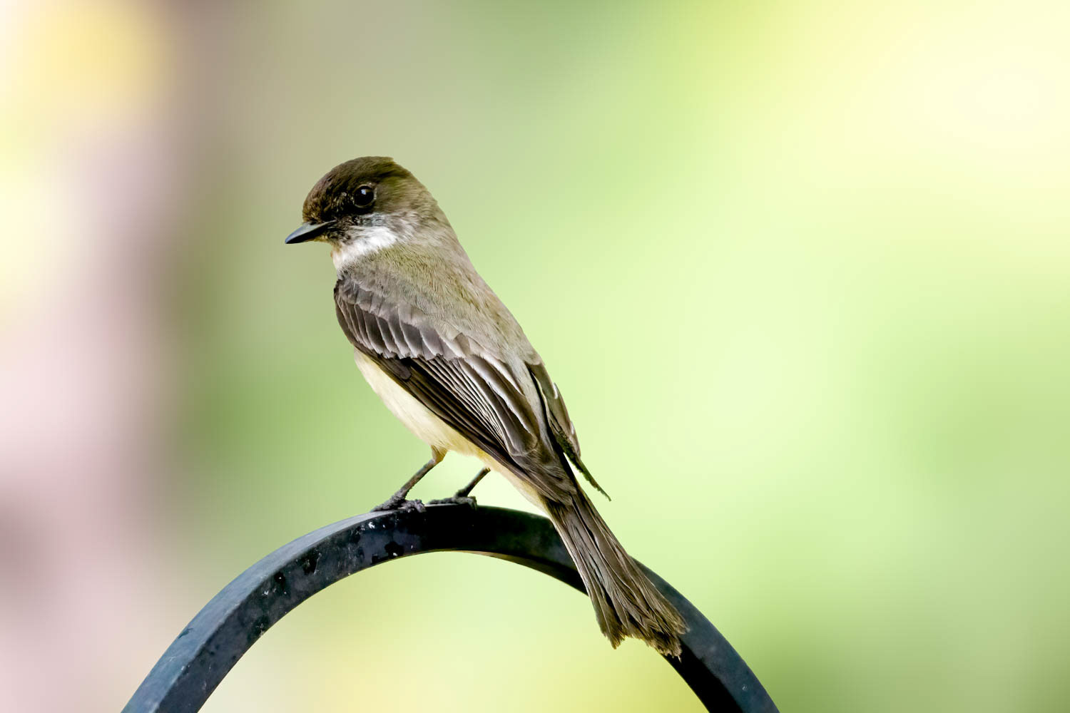 Eastern Phoebe