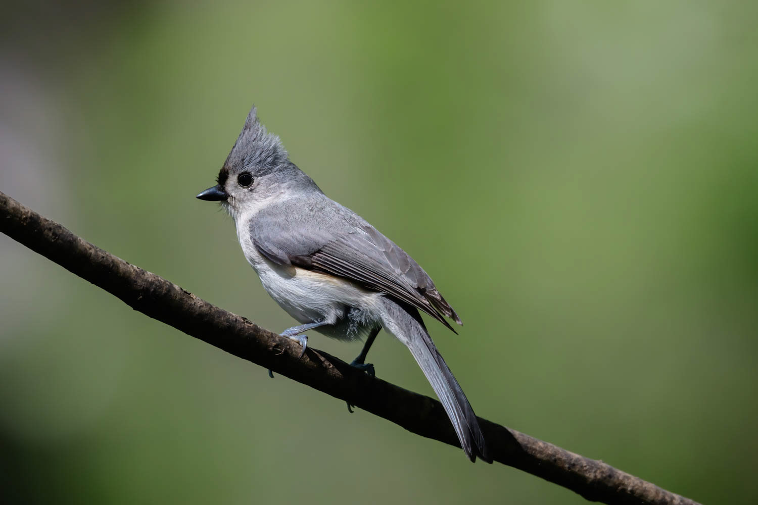 Tufted Titmouse