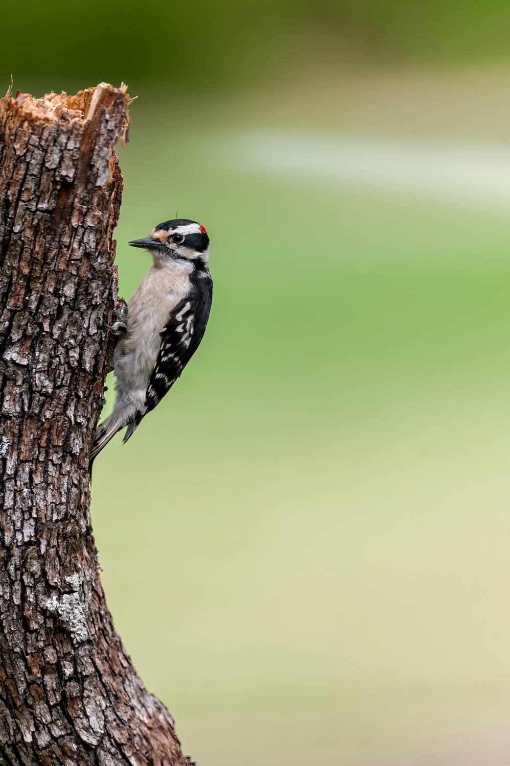 Downy Woodpeclers - Male