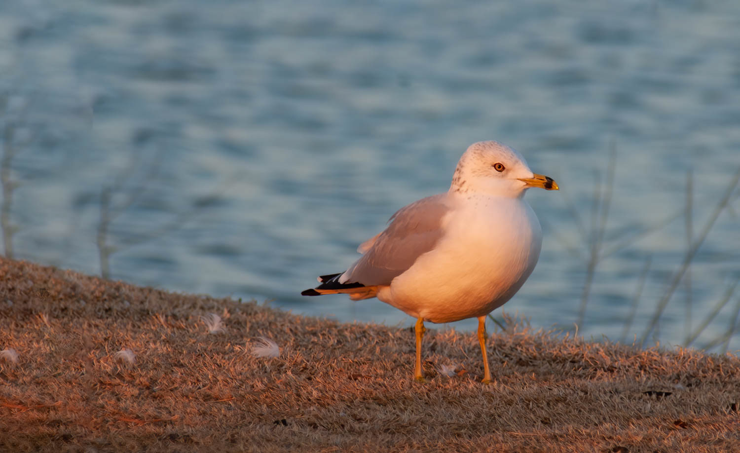 Ring-billed Gull