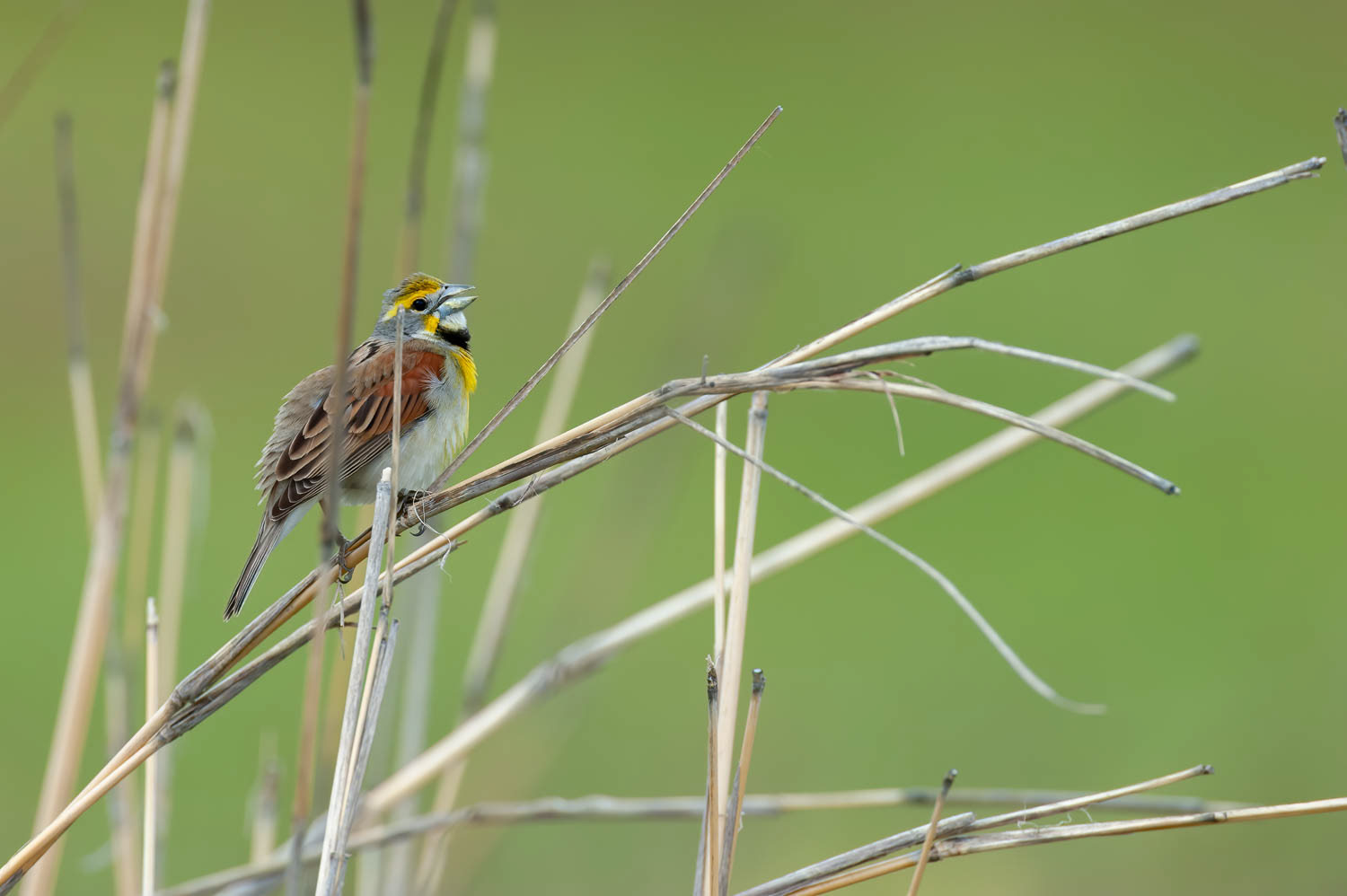 Dickcissel=Male