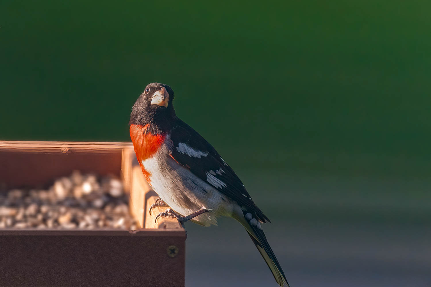 Rose-breasted Grosbeak-Male