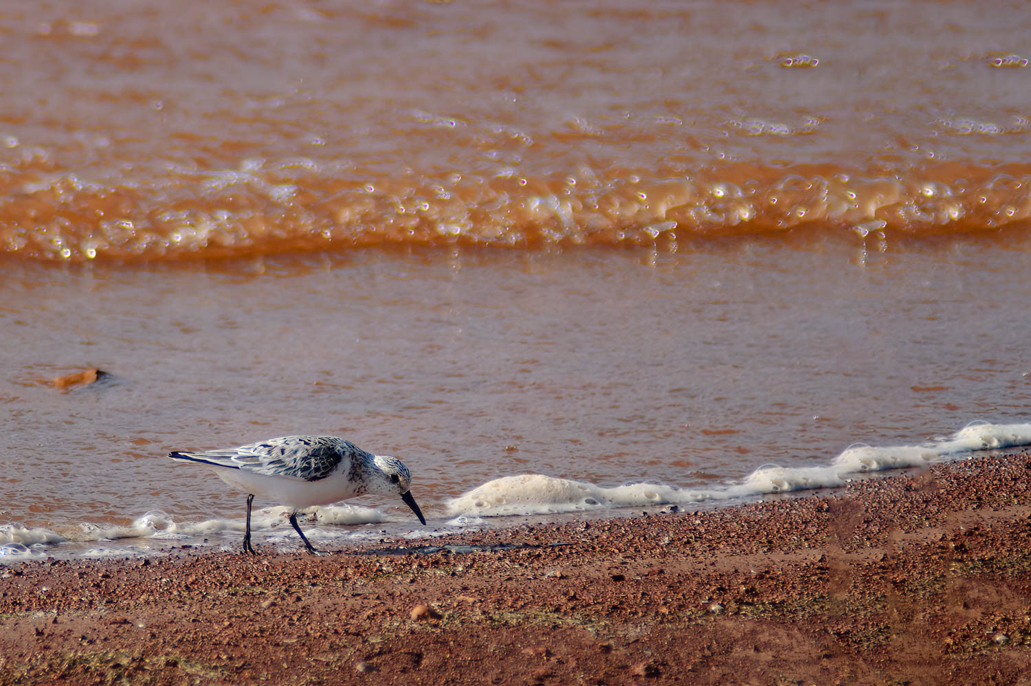 Sanderling