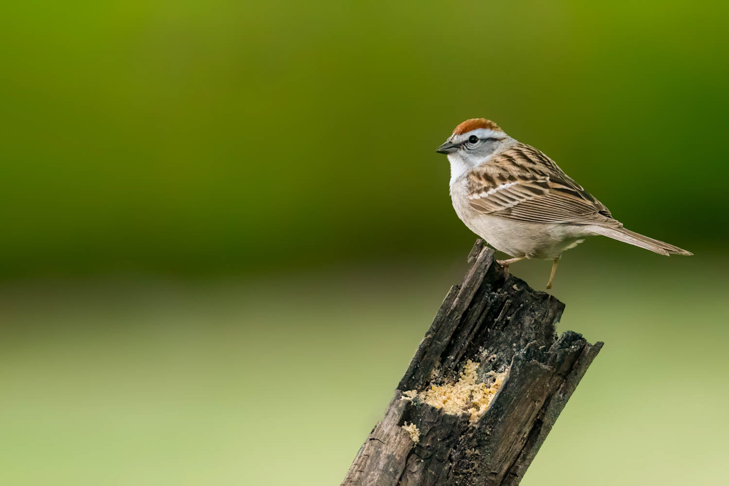 Chipping Sparrow