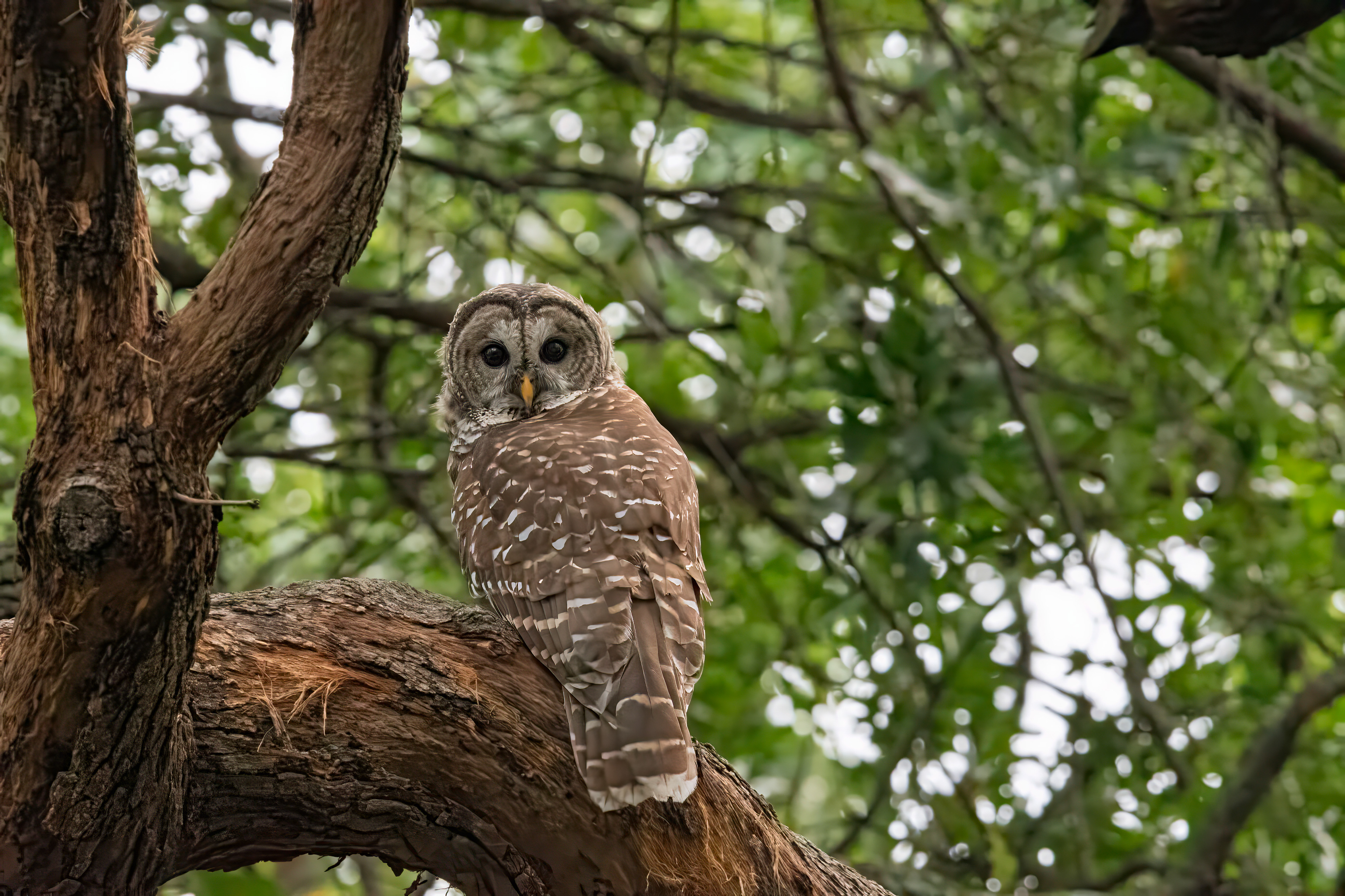 Barred Owl (Strix varia)