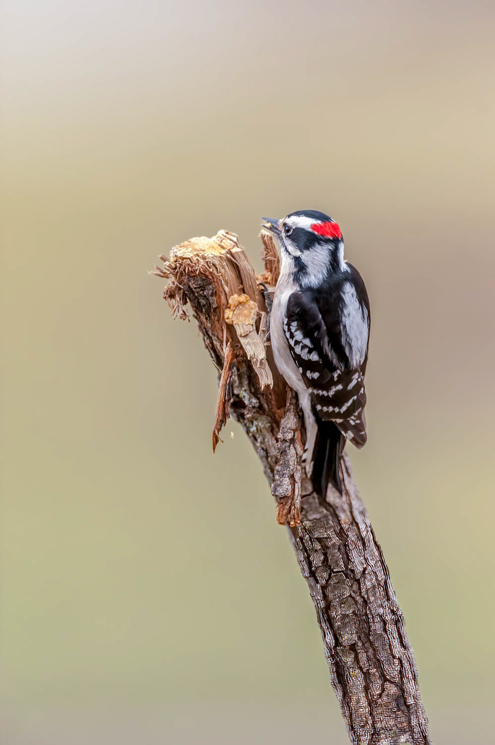 Downy Woodpeclers - Male