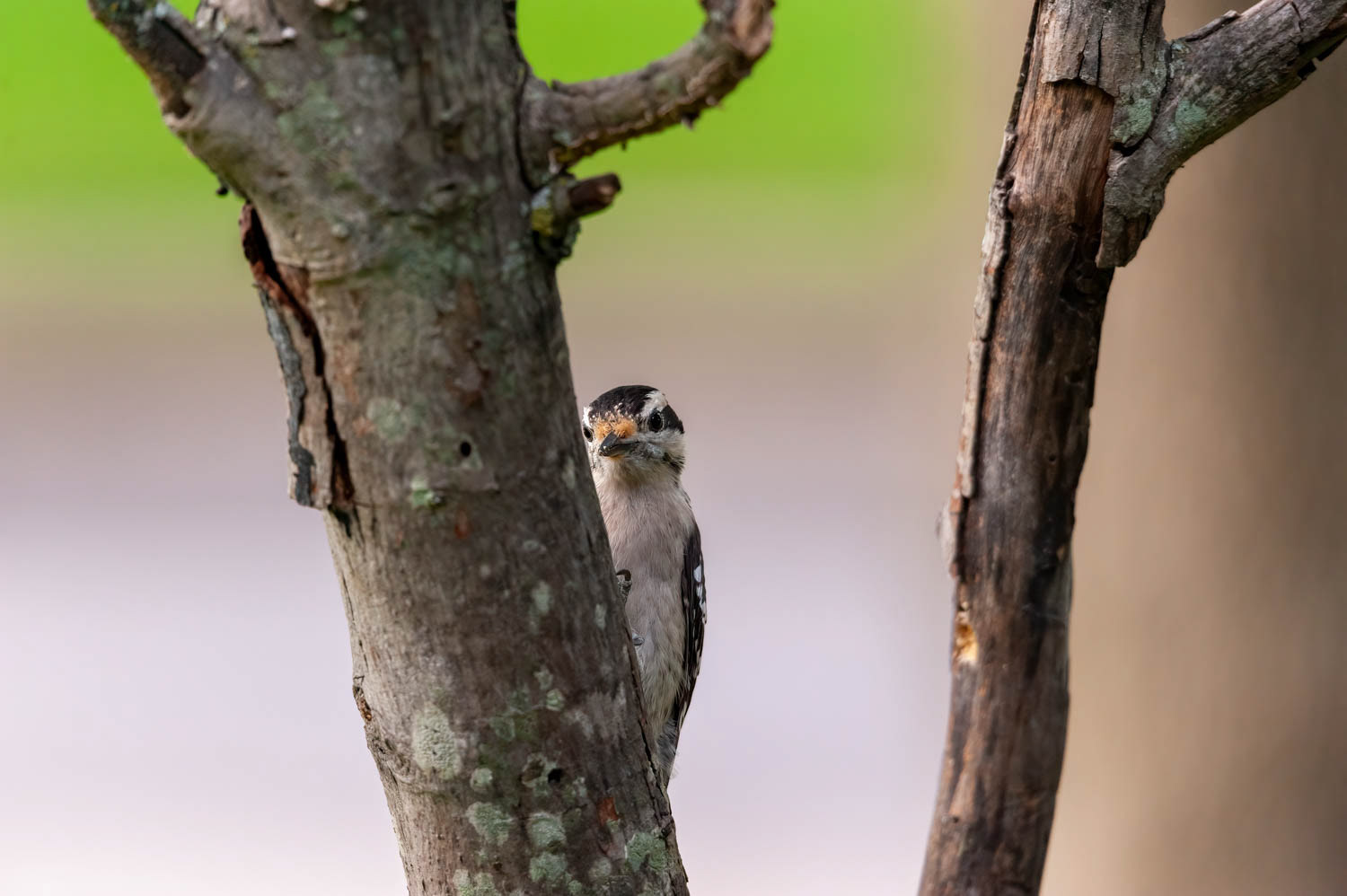 Downy Woodpeclers - Juvenile