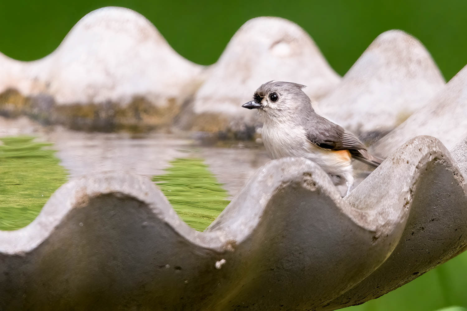 Tufted Titmouse
