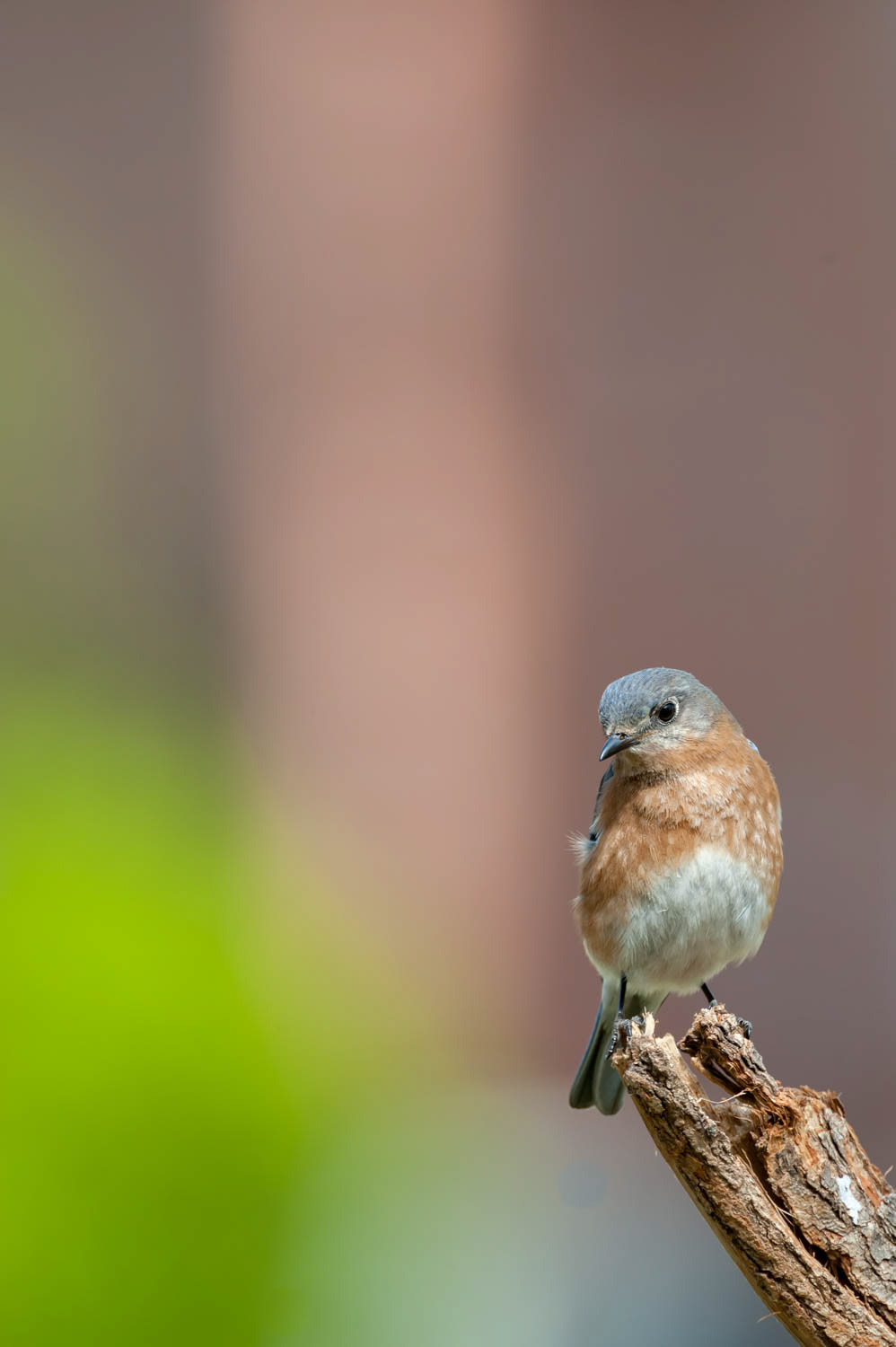 Eastern Bluebird-Male