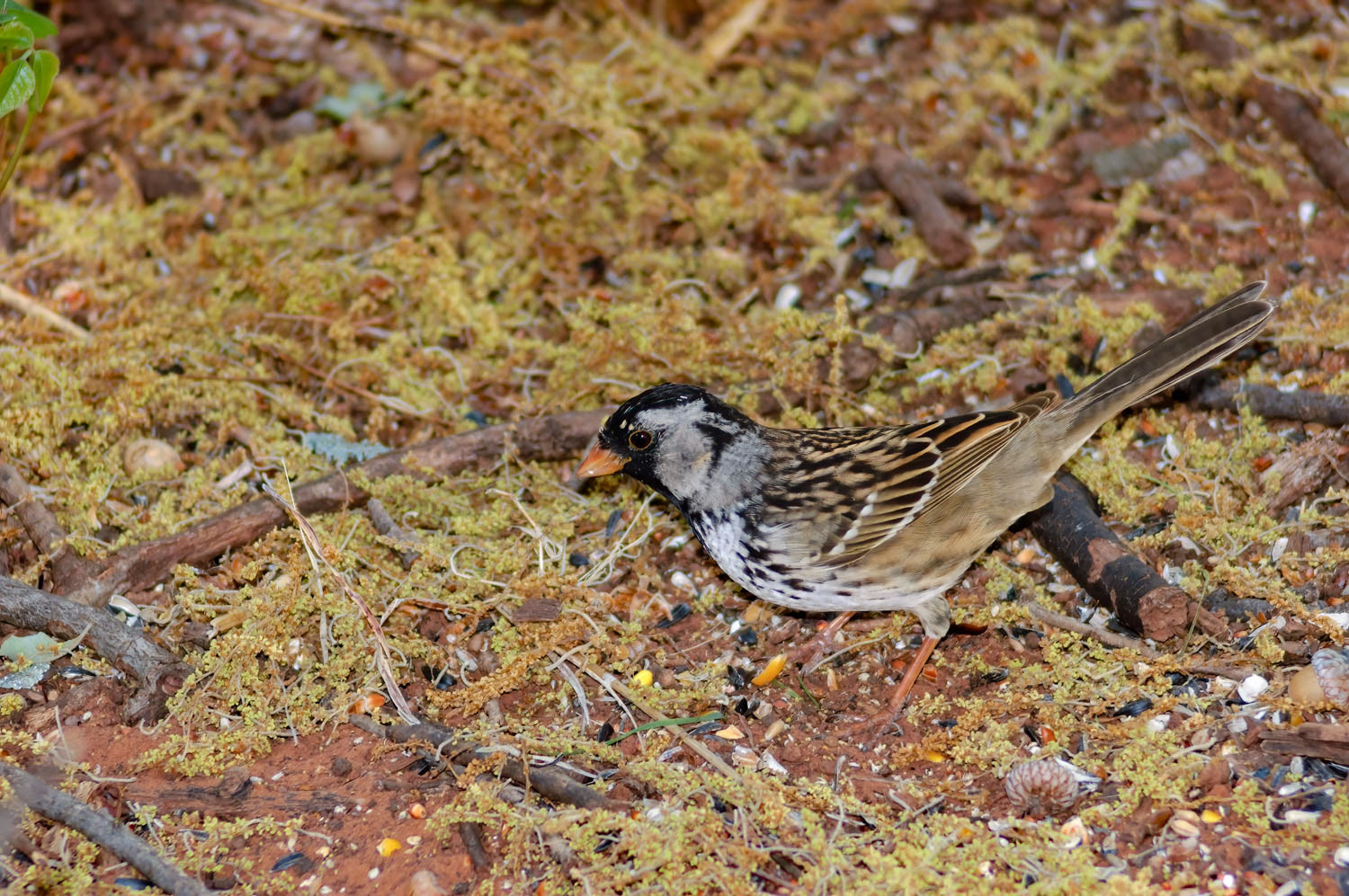 Harris's Sparrow