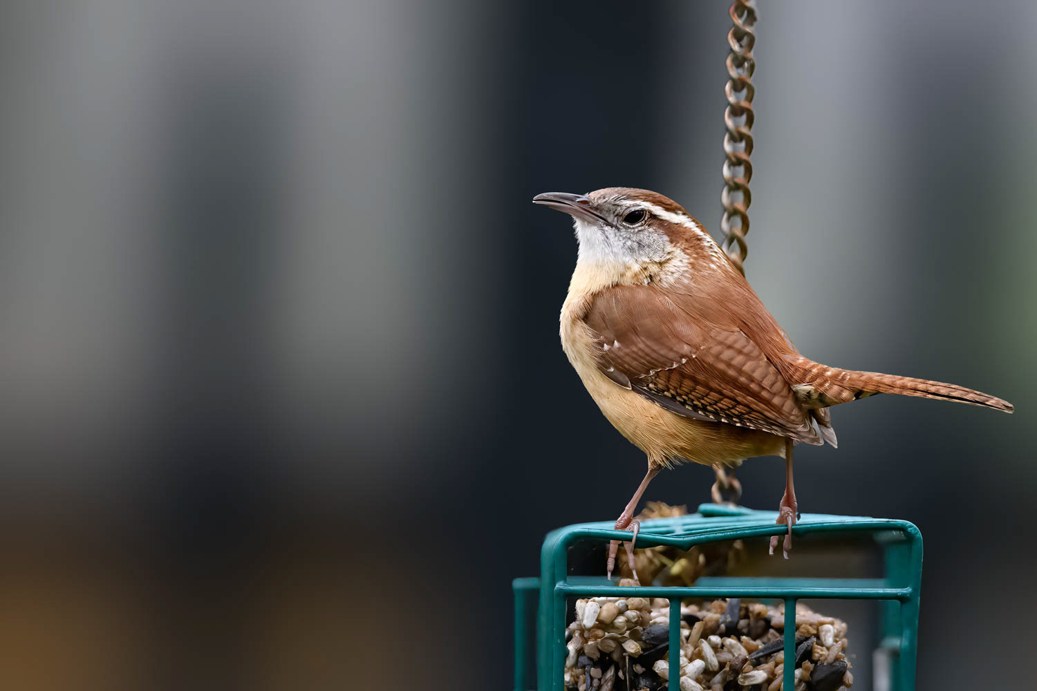 Carolina Wren
