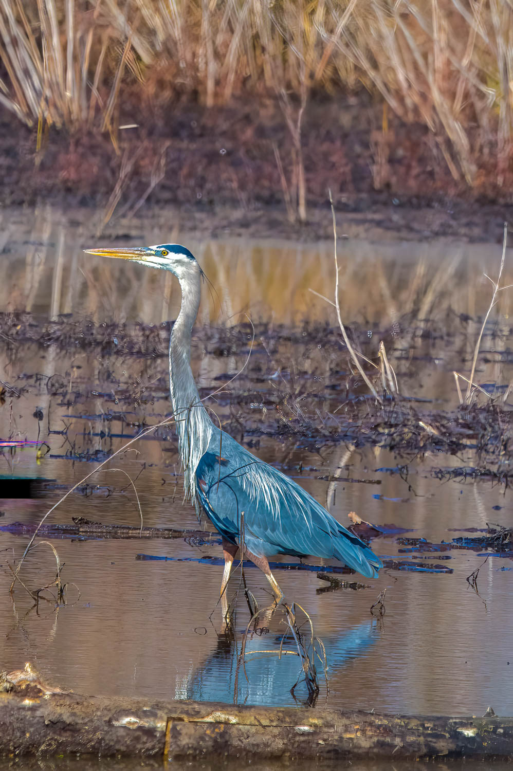 Great Blue Heron