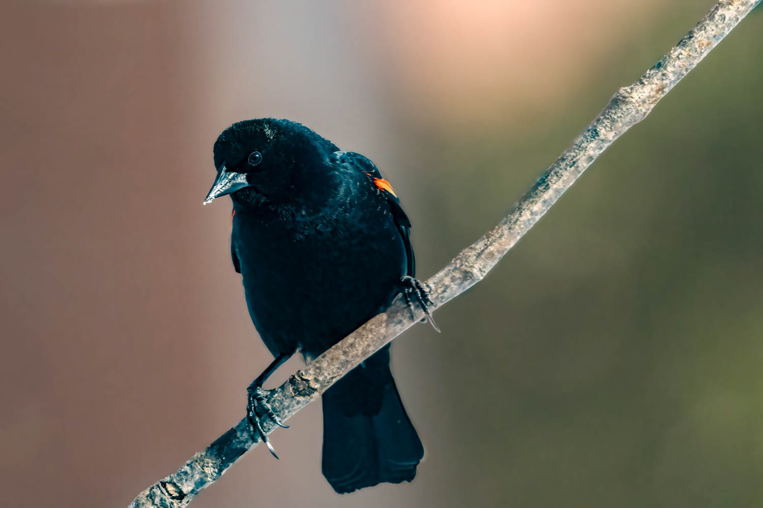 Red-winged Blackbird - Male