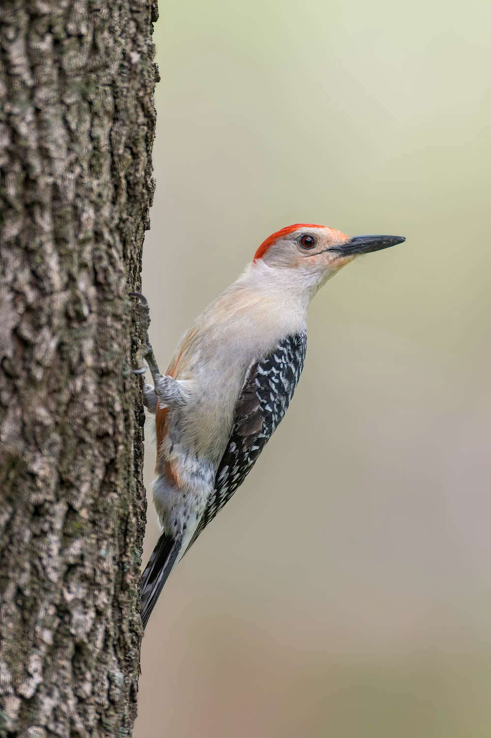 Red-bellied Woodpecker