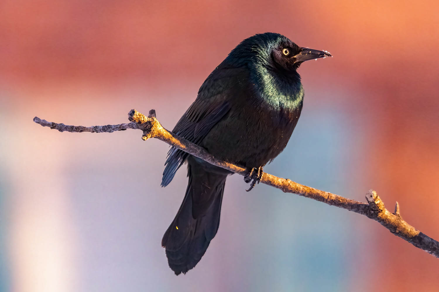 Common Grackle