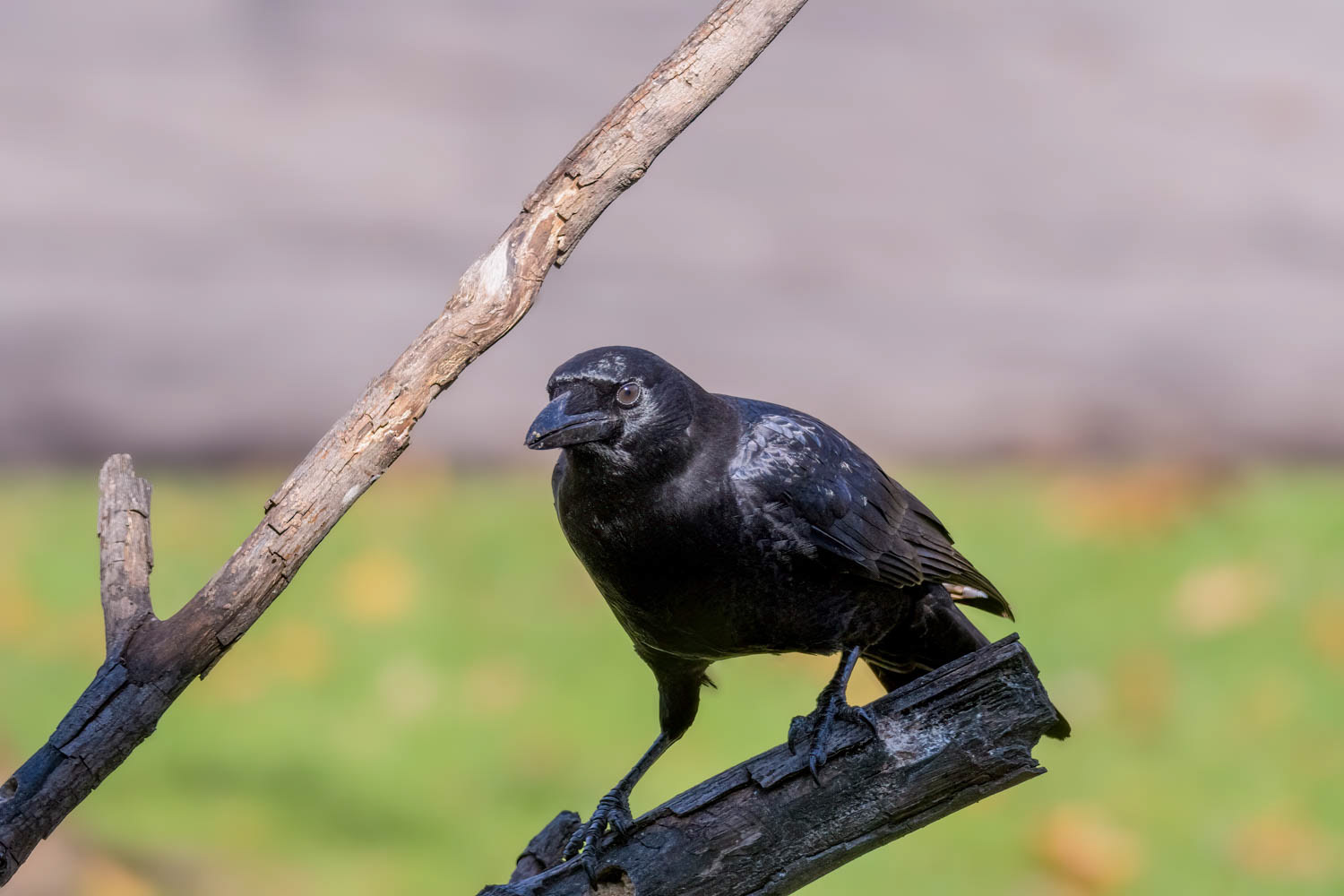 American Crow
