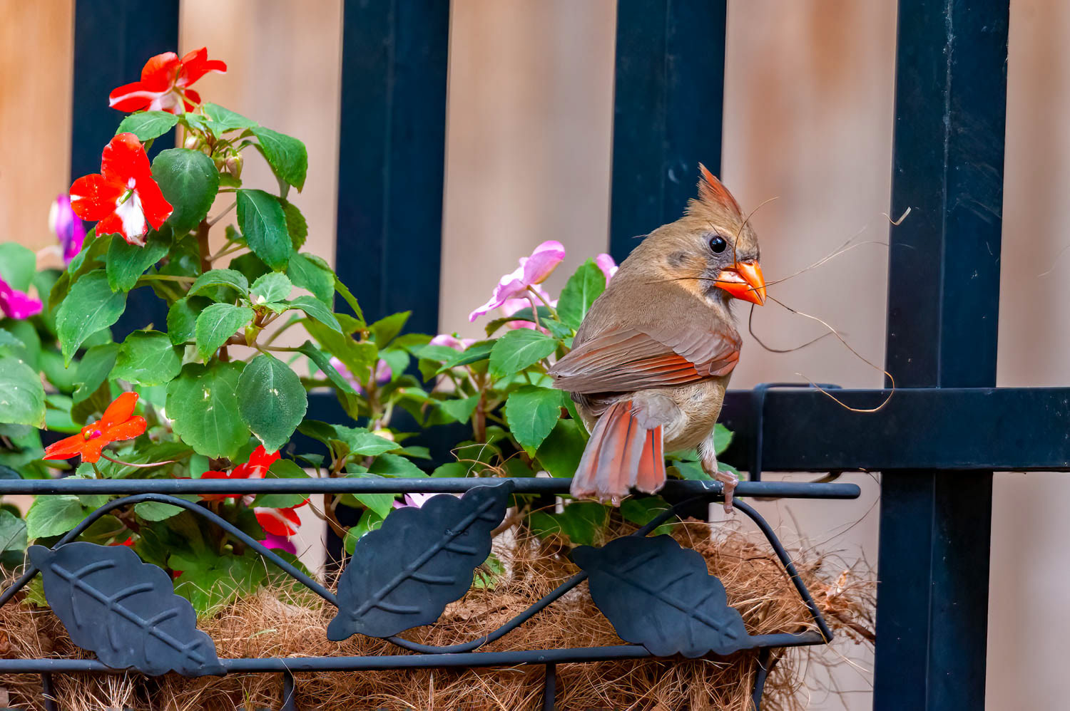 Northern Cardinal-Female