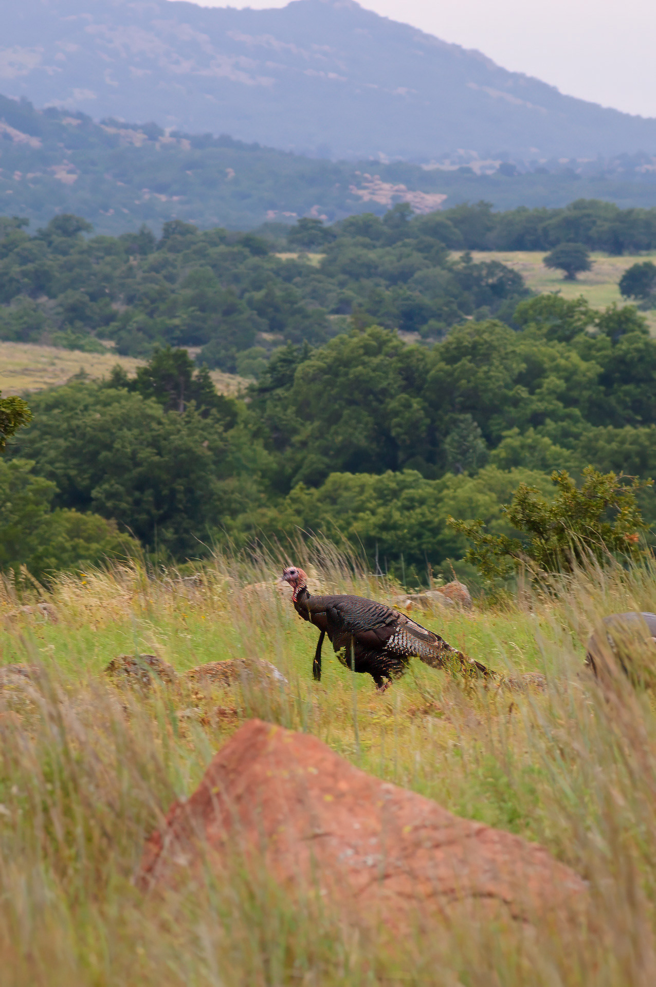 Wild Turkey