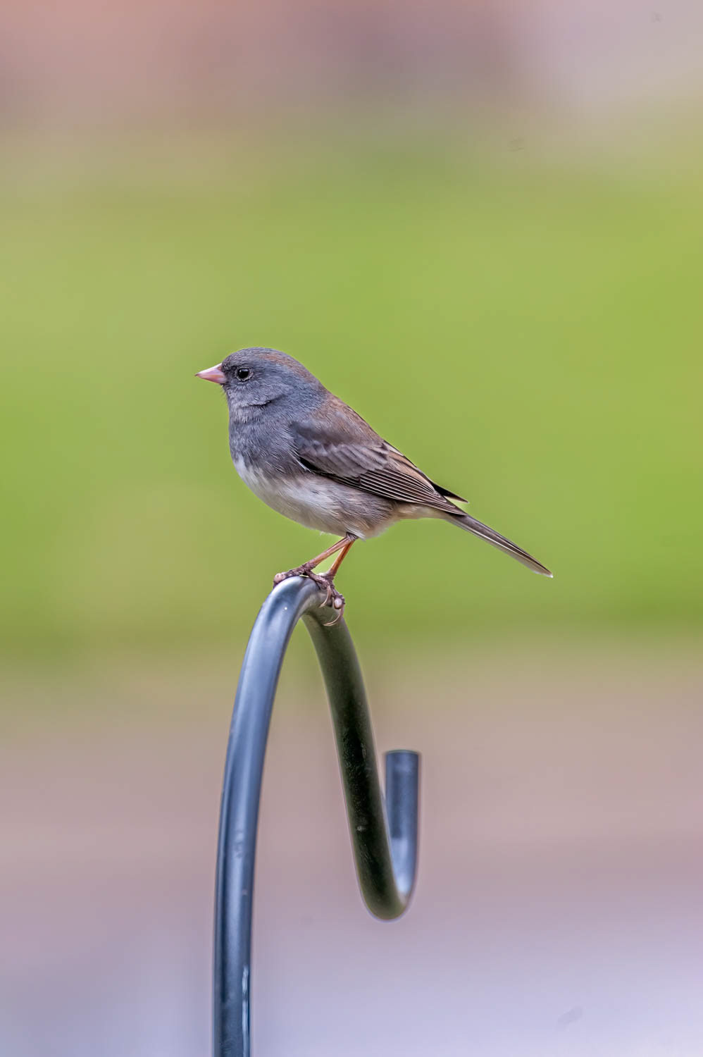 Oregon Junco