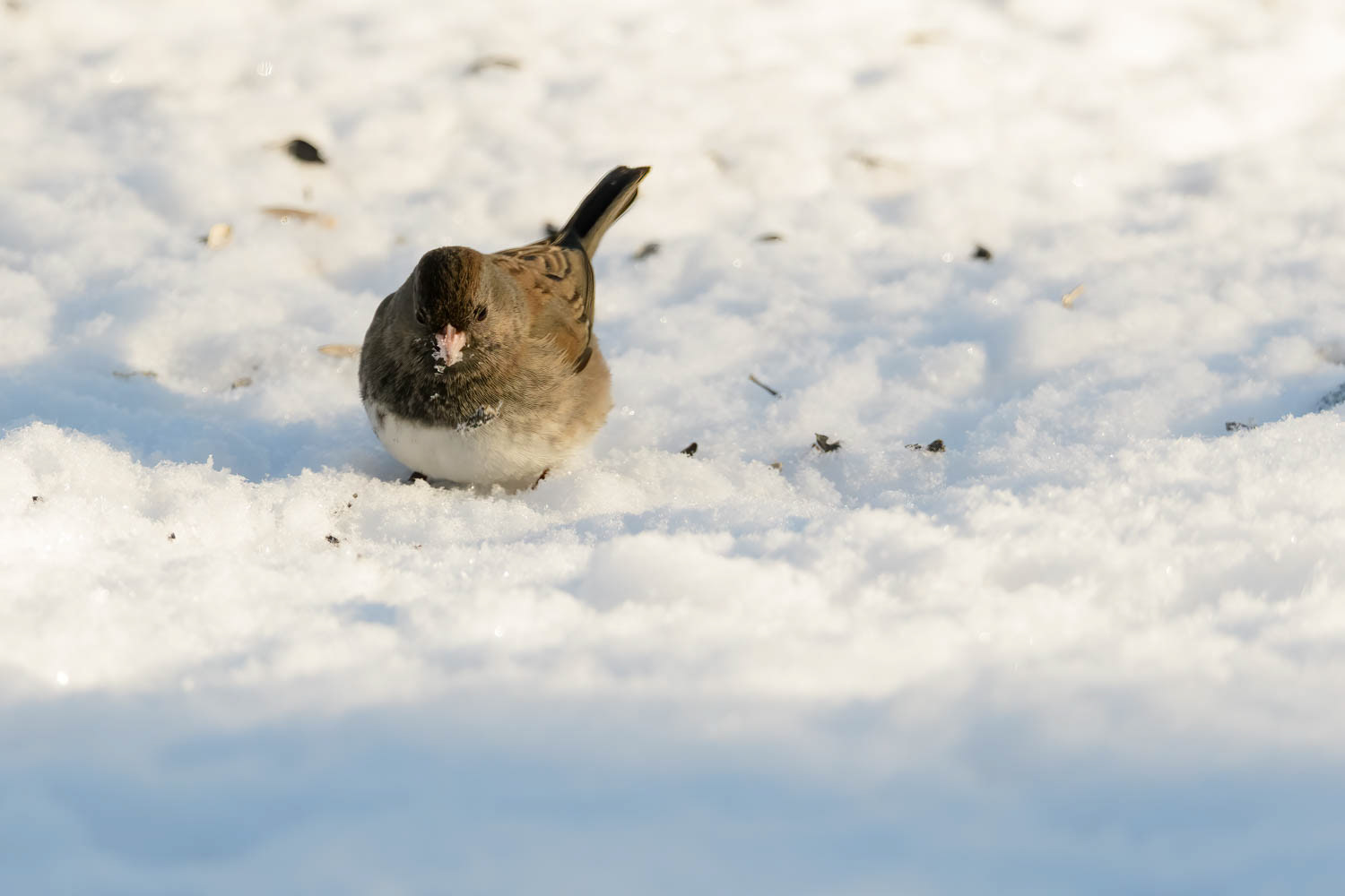 Oregon Junco