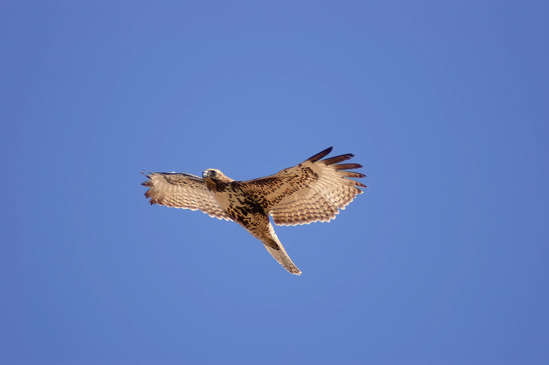 Red-tailed Hawk