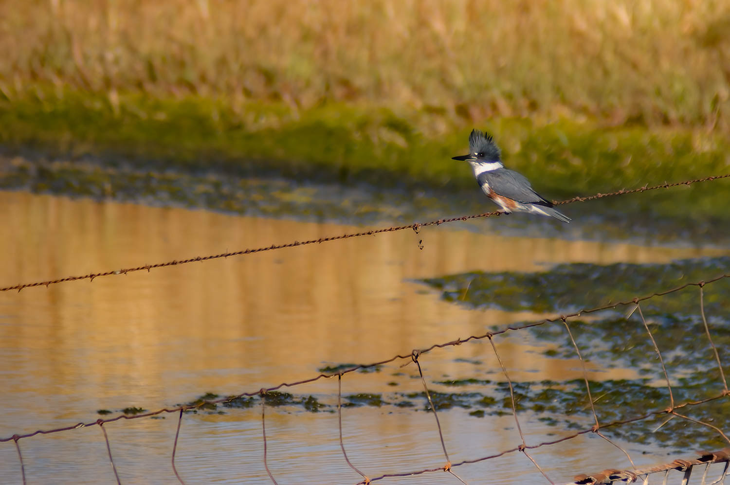 Belted Kingfisher