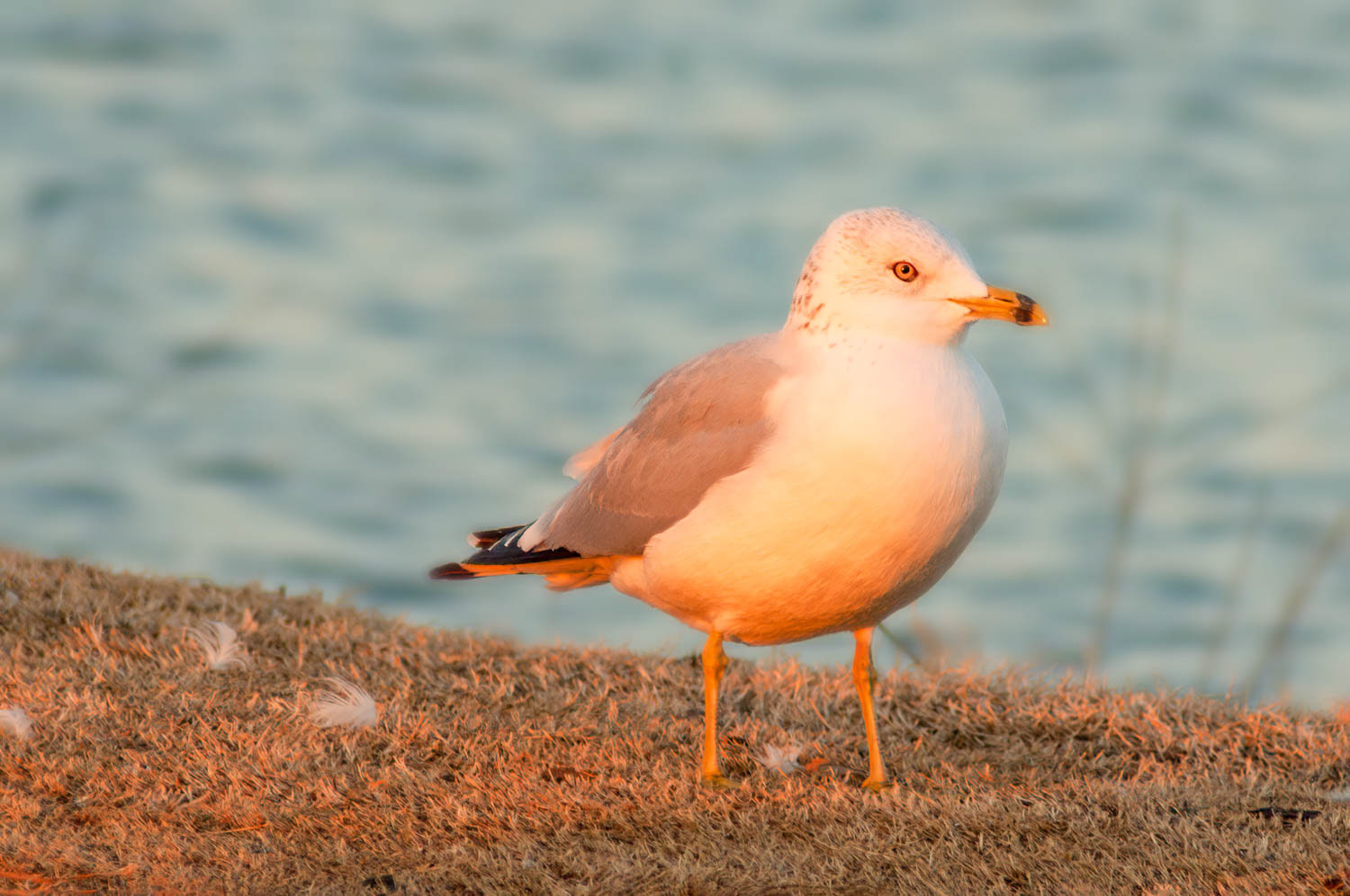 Ring-billed Gull