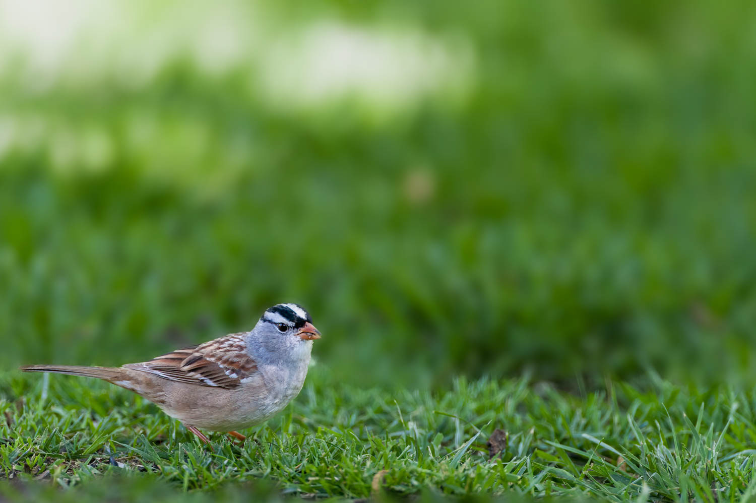 White-crowned Sparrow