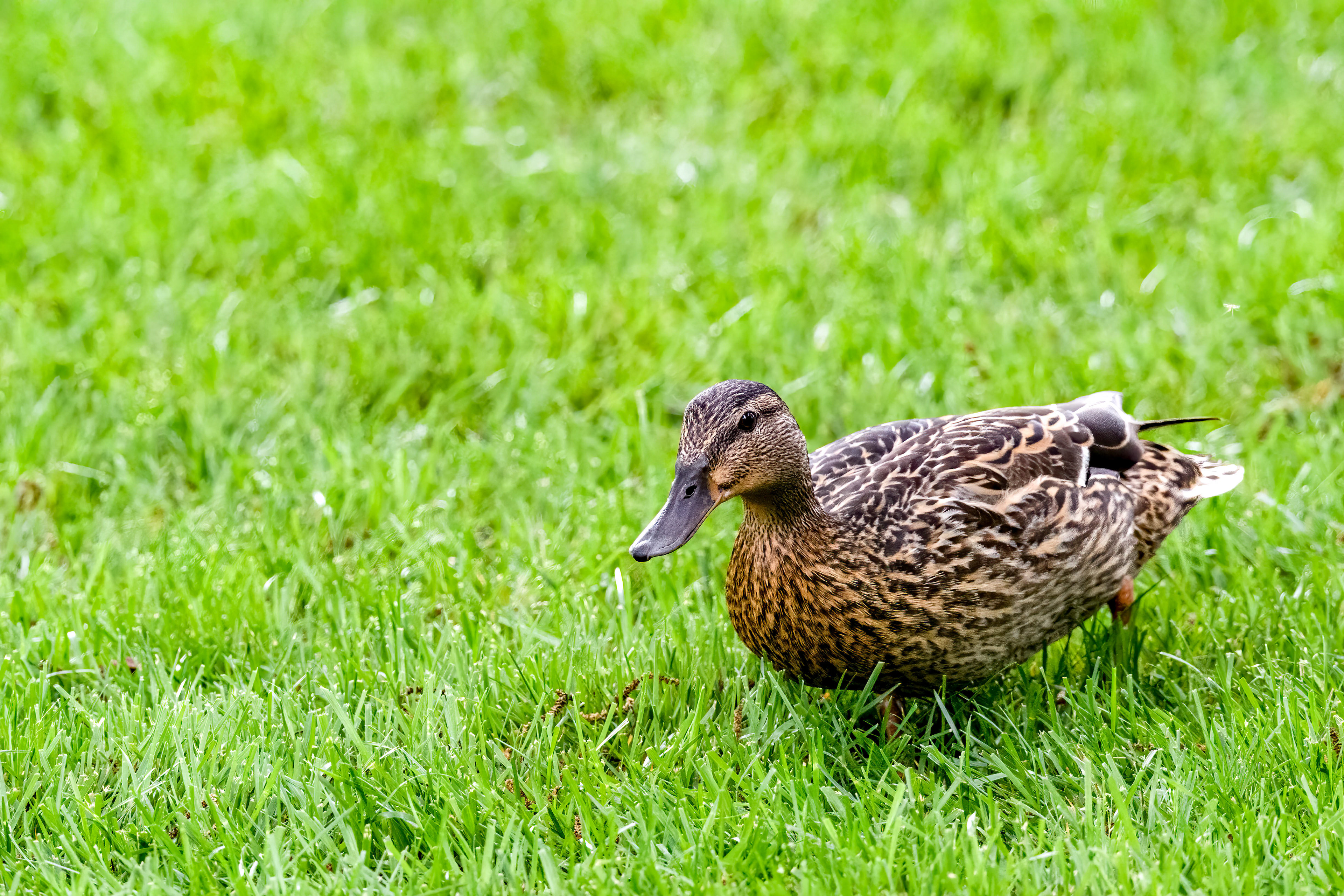 Mallard Hen