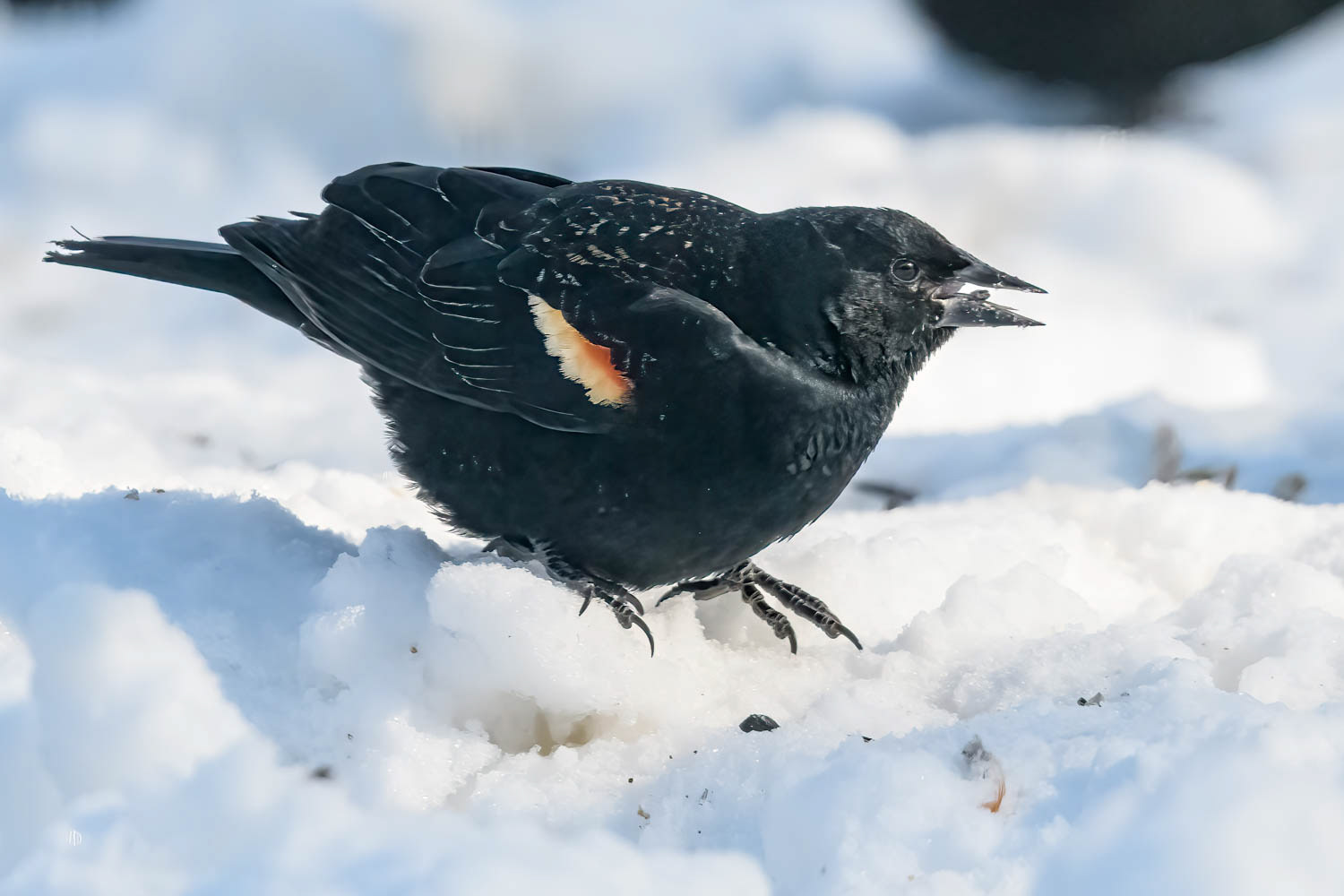 Red-winged Blackbird - Male