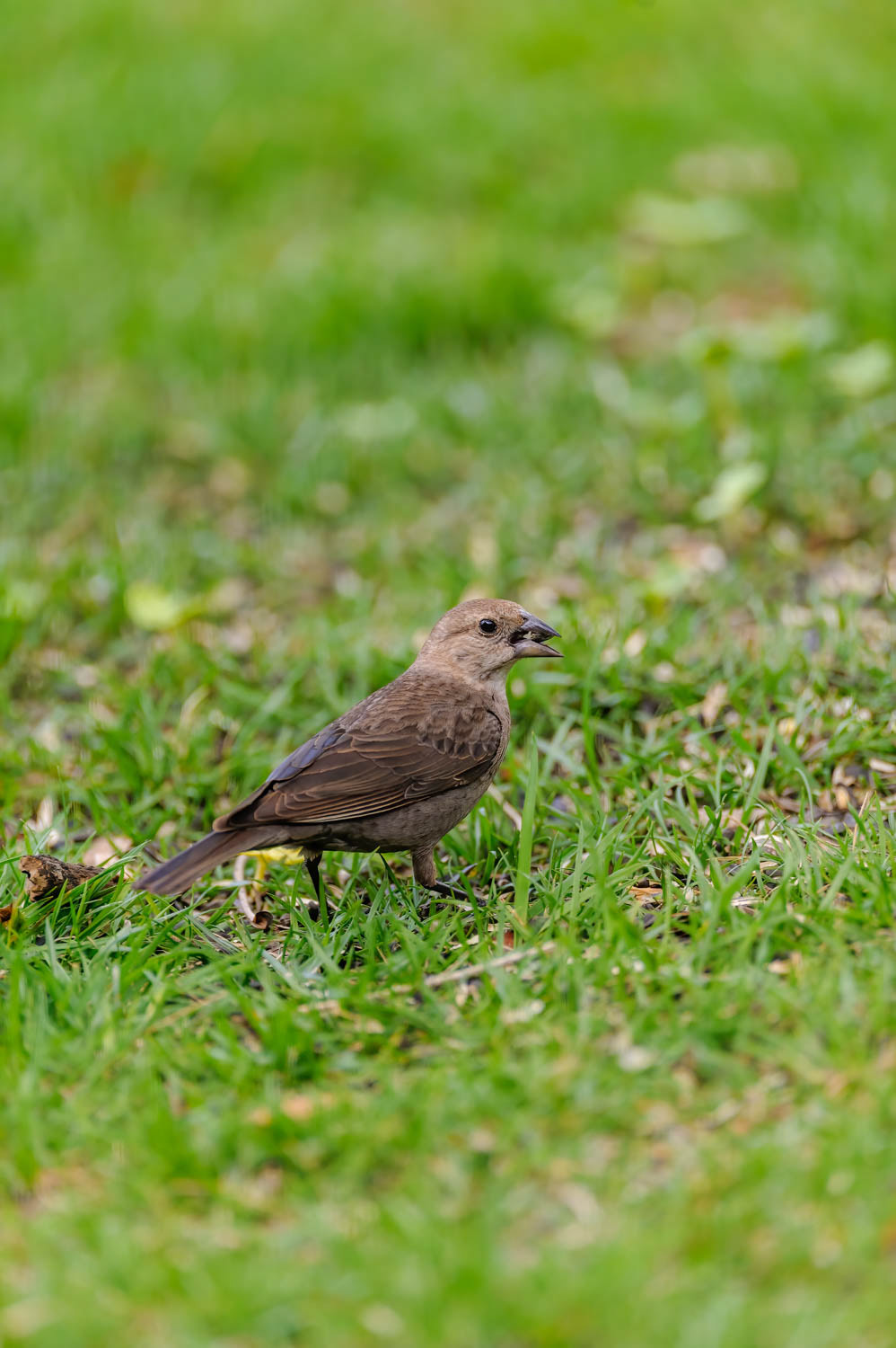 Brown-headed Cowbird-Female