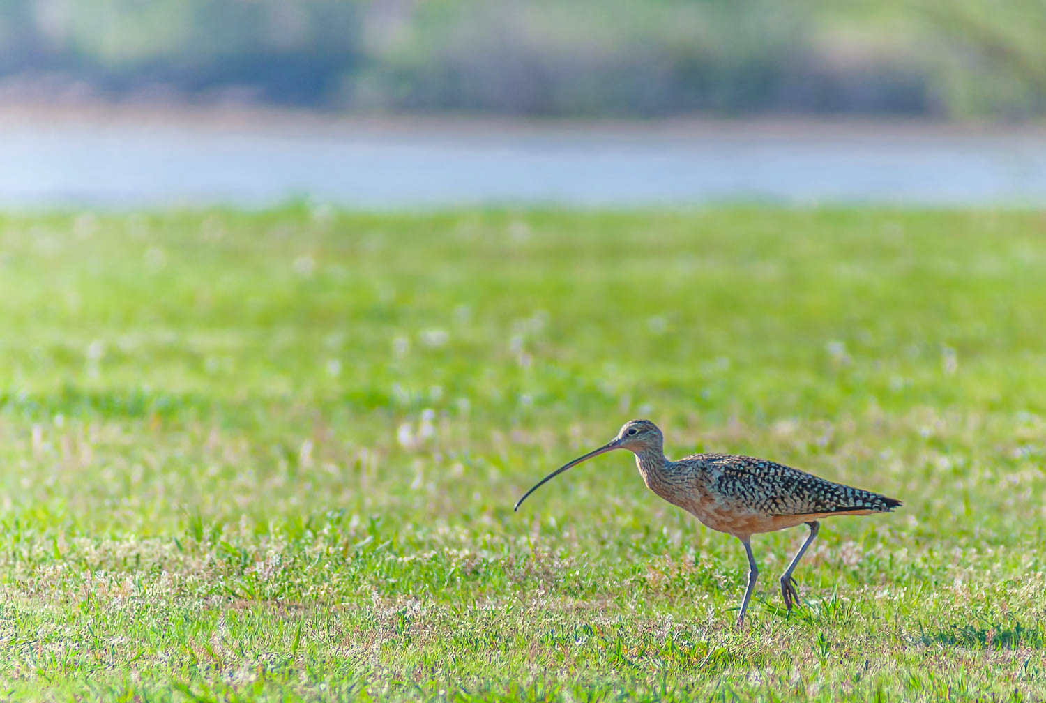 Long-billed Curlew