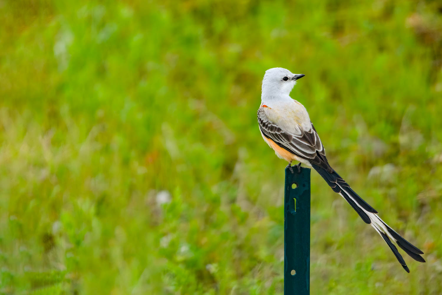 Scissor-tailed Flycatcher