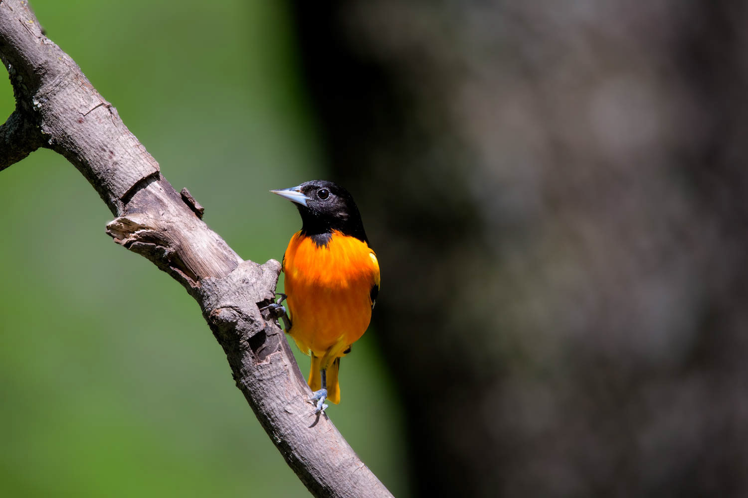 Baltimore Oriole