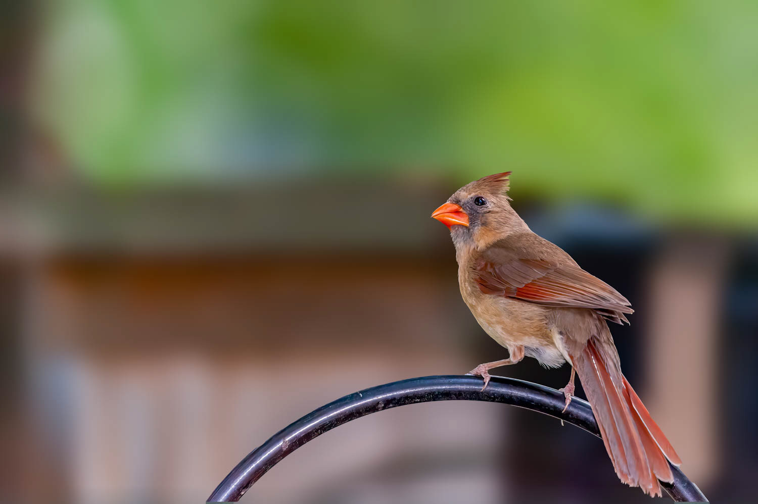 Northern Cardinal-Female
