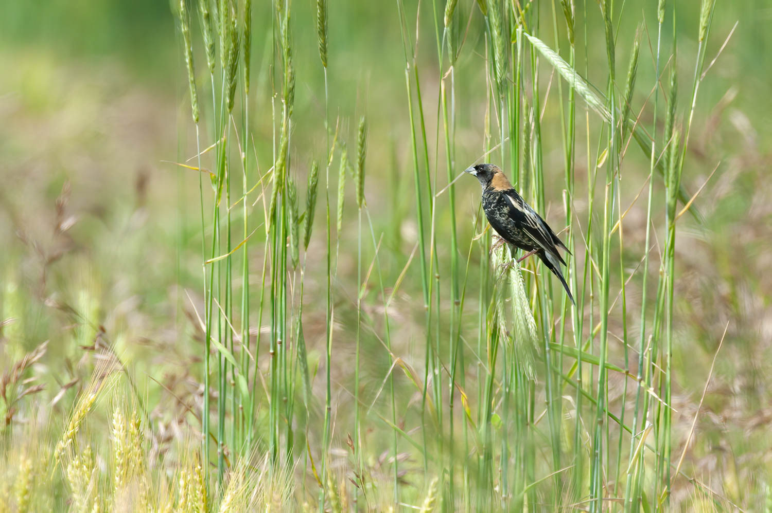 Bobolink