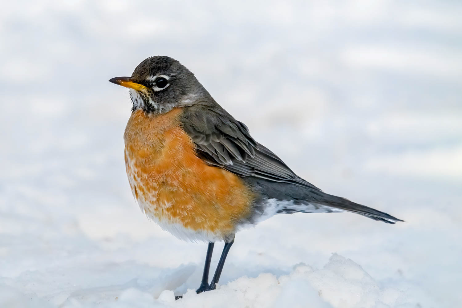 American Robin