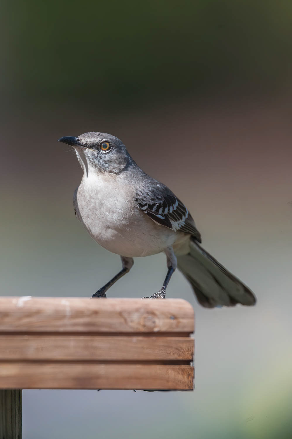 Northern Mockingbird