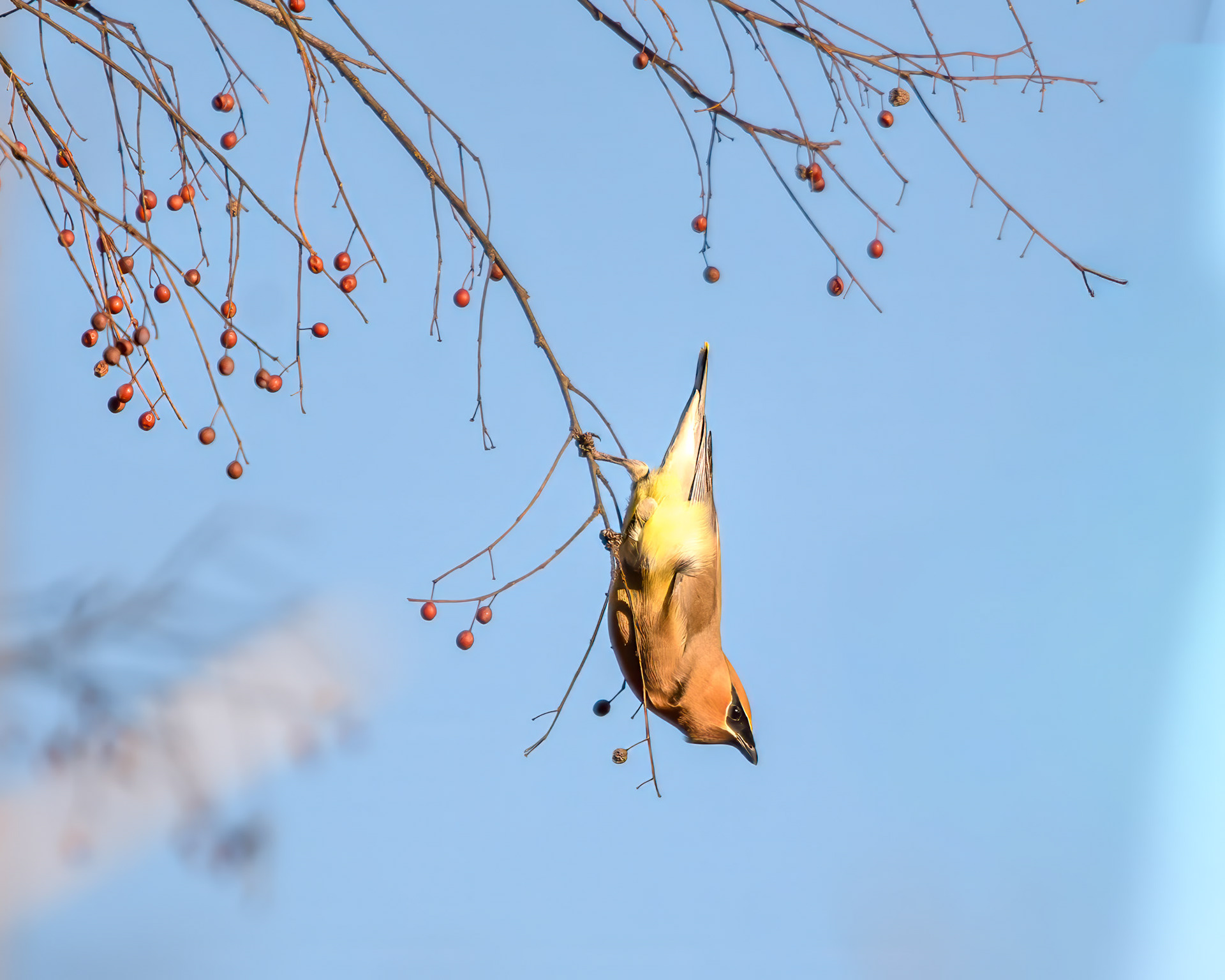 cedar waxwing (Bombycilla cedrorum)