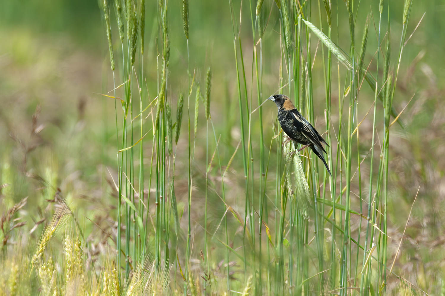 Bobolink