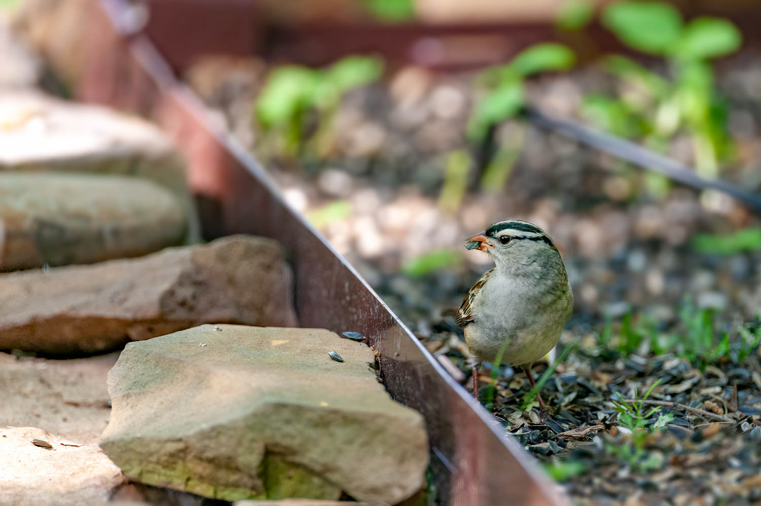 White-crowned Sparrow