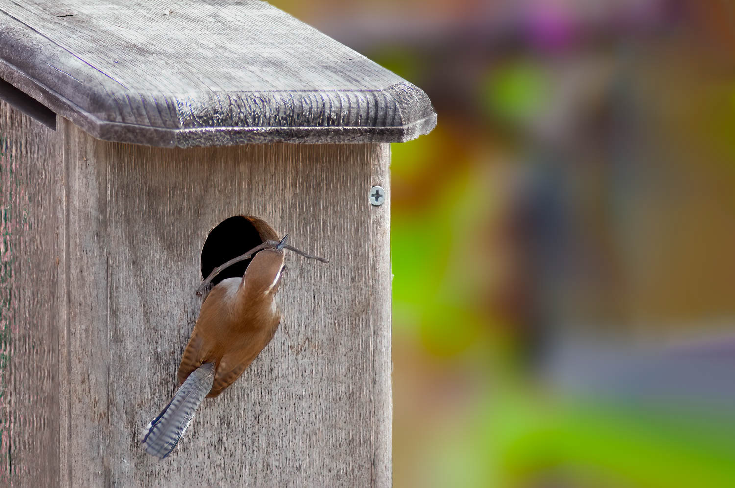 Bewick's Wren