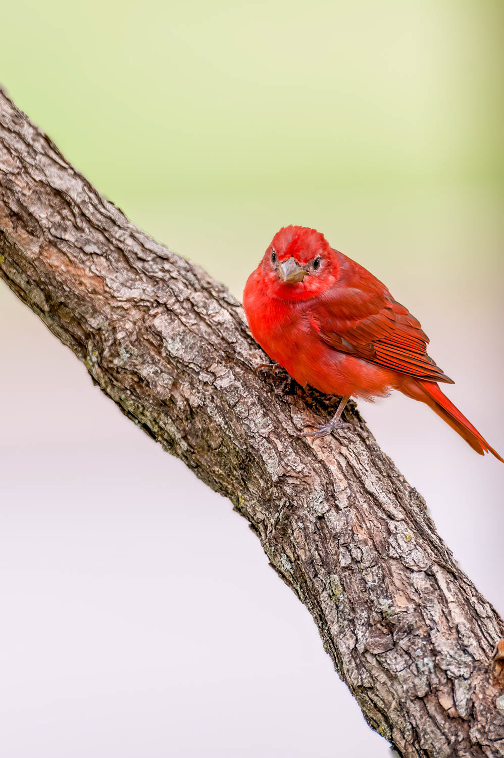 Summer Tanager-Male