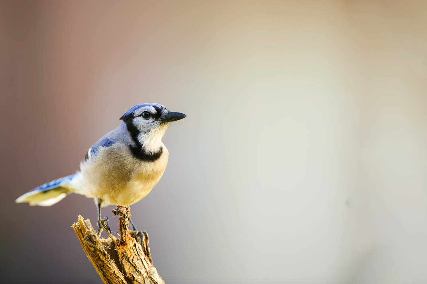 Bluejay
